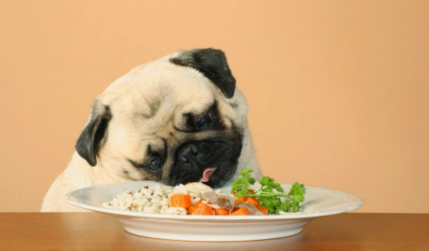 comida caseira para cachorro