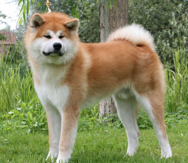 temperamento Akita