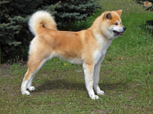 pelagem Akita