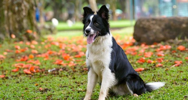 Border Collie