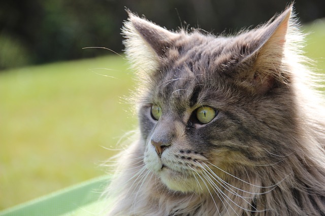 Gato Maine Coon