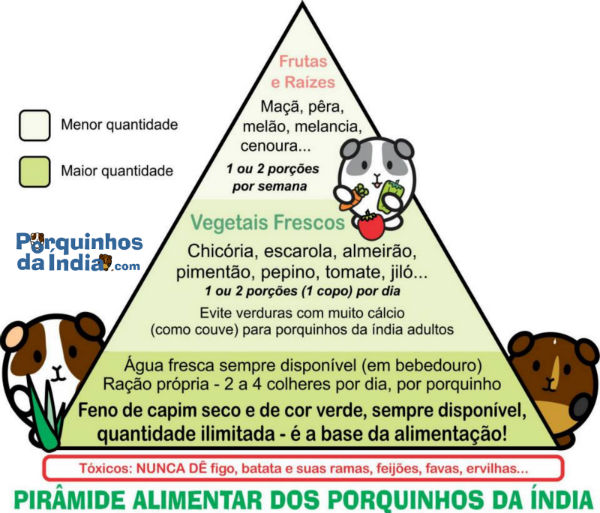 Piramide alimentar do porquinho da india