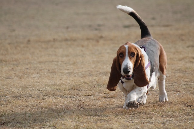 raças-de-cães-basset-hound-grama