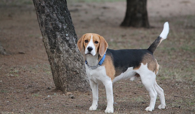 raças-de-cães-beagle-árvore