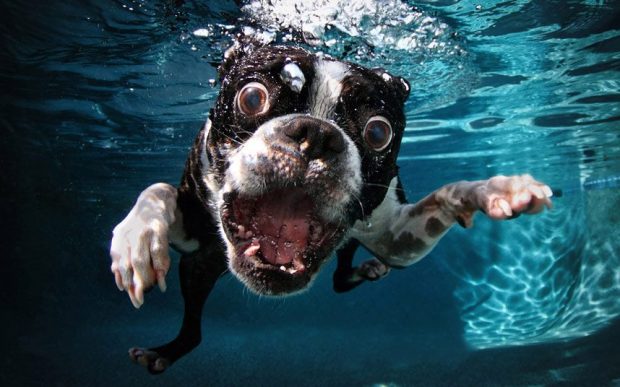 Cachorro pode tomar água da piscina?