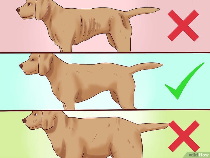 Estrutura do cachorro de acordo com seu peso