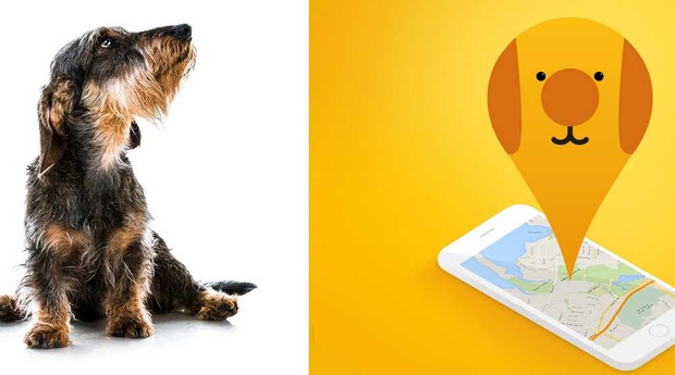 5 aplicativos incríveis para donos de pets