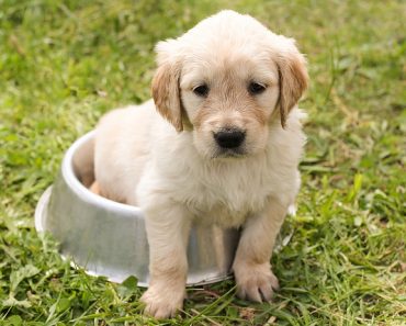 ração para cachorro filhote