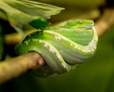 como cuidar de uma cobra de estimação