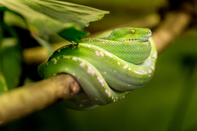 como cuidar de uma cobra de estimação