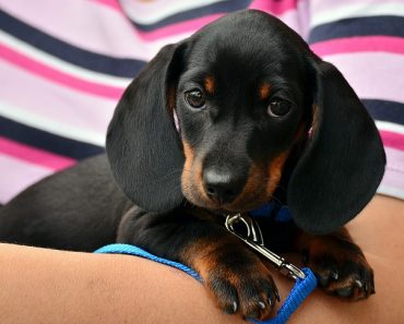 como cortar as unhas do cachorro