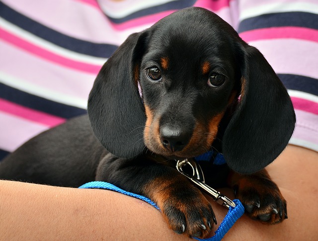 como cortar as unhas do cachorro