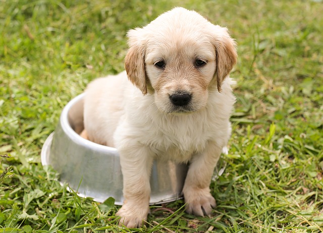 ração para cachorro filhote