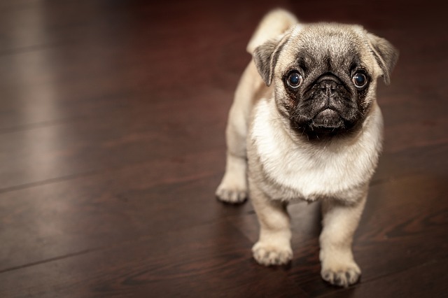 como cuidar dos olhos do pug