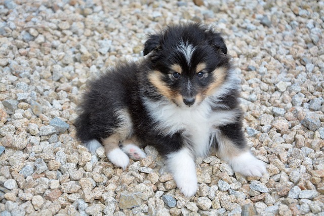 ração para cachorro filhote