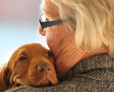 dicas para tirar pelo de cachorro