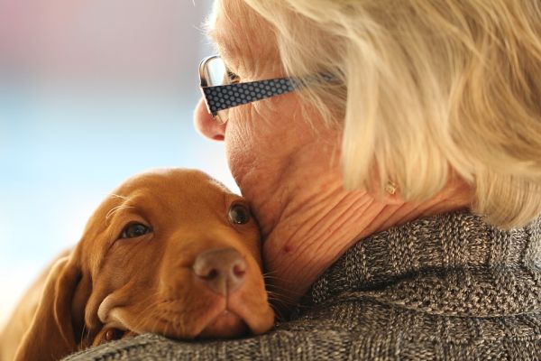 dicas para tirar pelo de cachorro