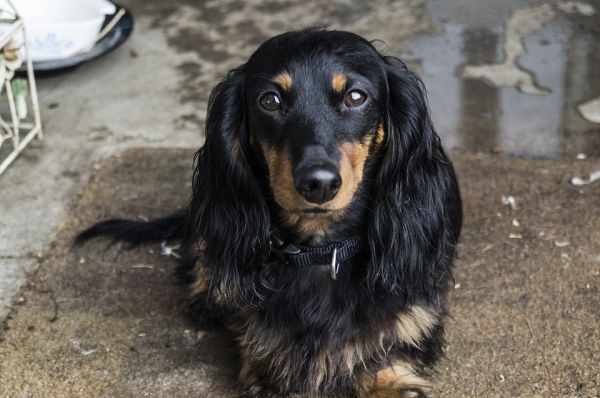 pelo de cão como tirar