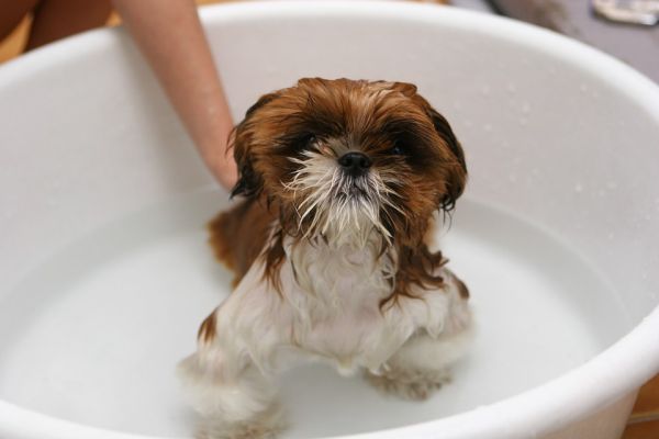 queda de pelo cachorro