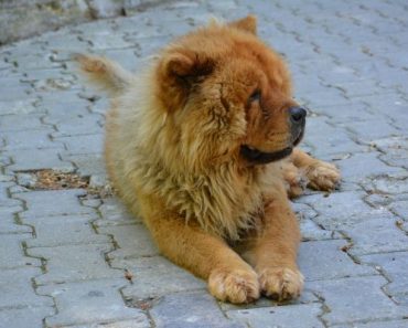 queda de pelo cachorro