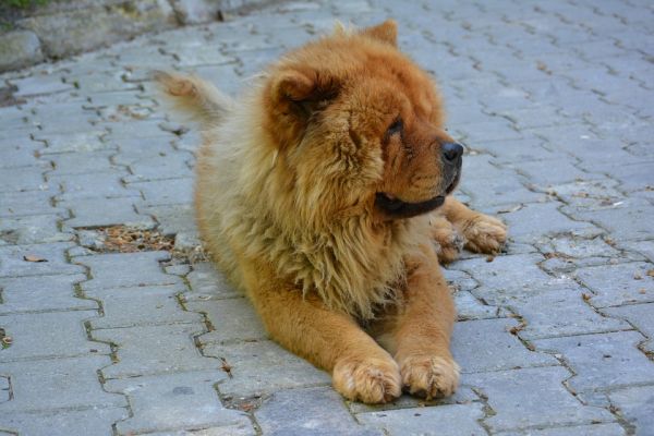 queda de pelo cachorro