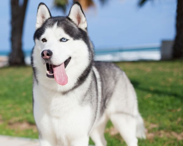 queda de pelo cachorro