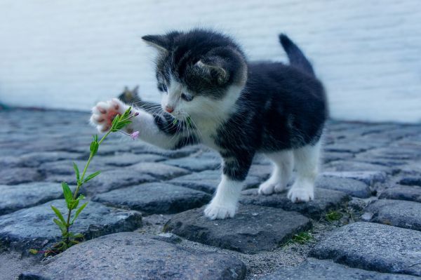 gato com pelo caindo