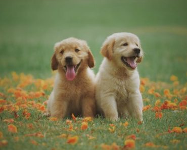 ração cães pequenos