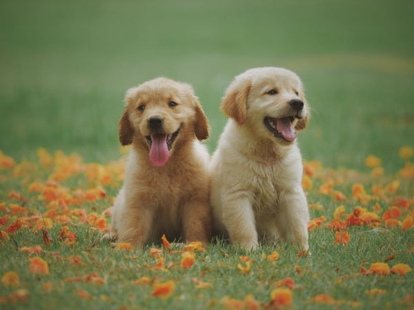 ração cães pequenos