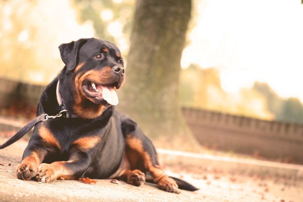 ração cachorro grande