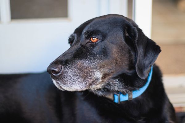 ração cachorro idoso