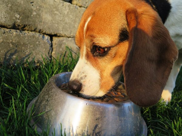 ração para cachorro