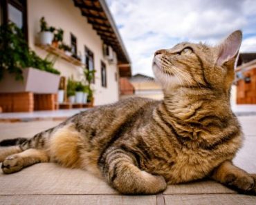 ração para gatos mais velhos