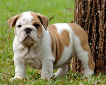 Bulldog ingles