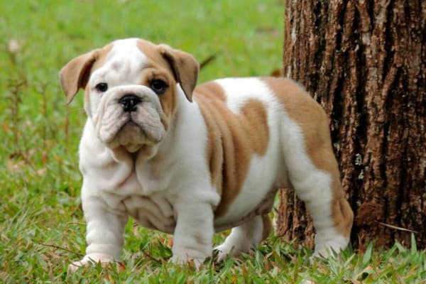 Bulldog ingles