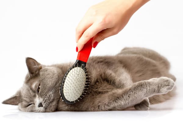 Dicas para diminuir queda de pelos do gato