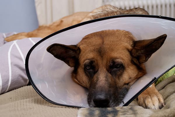 Recuperação do cachorro após castração