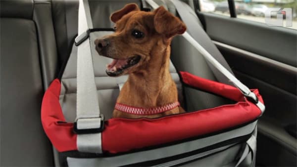 cadeira para transporte de cachorro