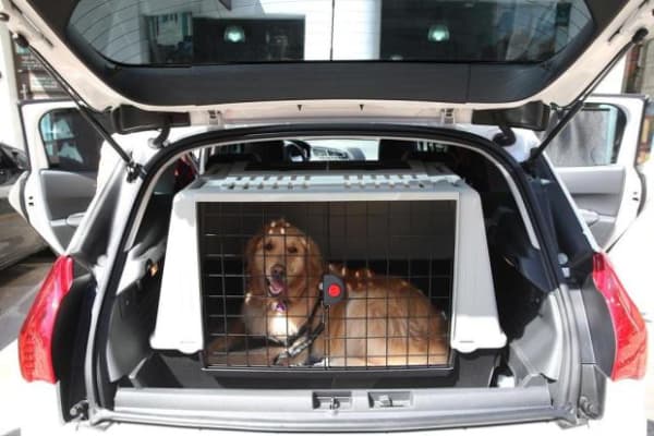 caixa de transporte para cachorro