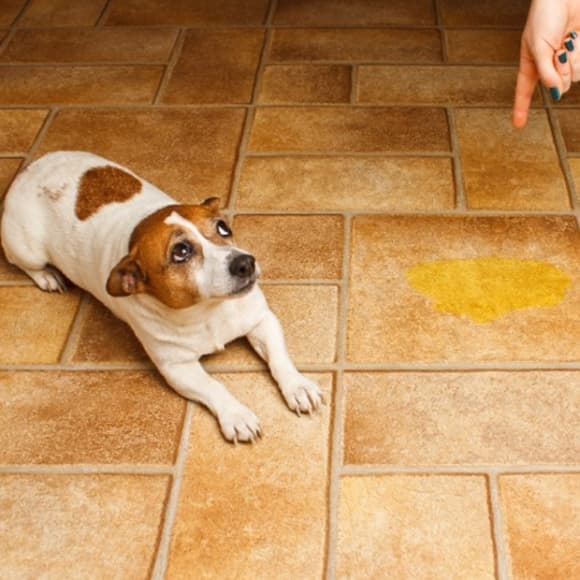 ensinar cachorro a fazer xixi no tapete higienico (1)