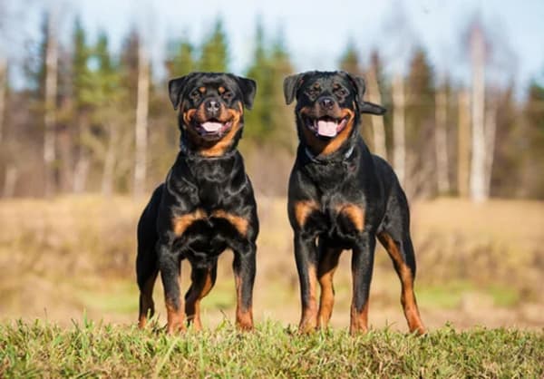 A importância da socialização do Rottweiler