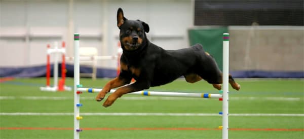 Adestramento de Rottweiler com métodos avançados