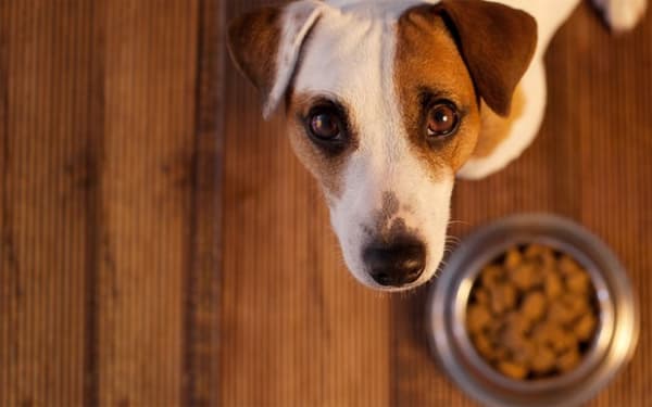 Alimentação para evitar a queda