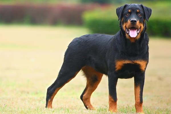 Características do Rottweiler