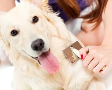 Dicas para evitar queda de pelo de cachorro