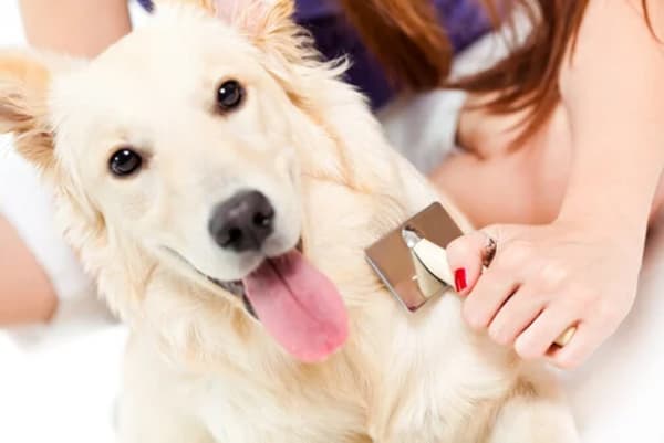 Dicas para evitar queda de pelo de cachorro