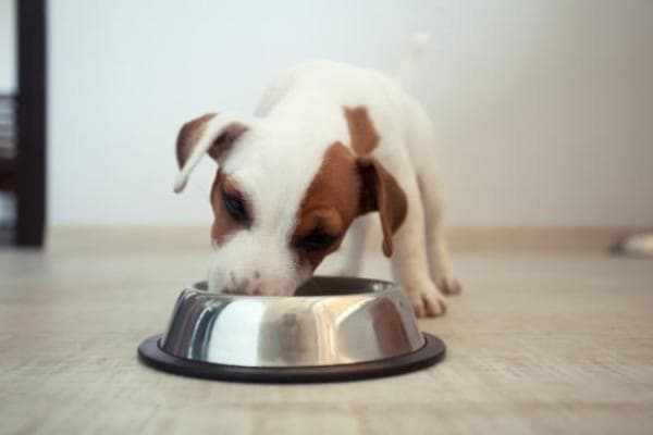 Suplemento contra queda de pelo do Cachorro