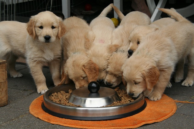 alimentação natural para cães