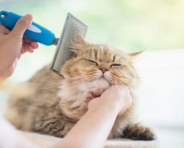 como evitar queda de pelo do gato