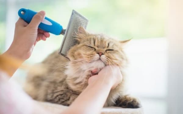 como evitar queda de pelo do gato